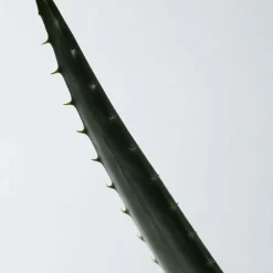 Soothing Aloe Vera Gel